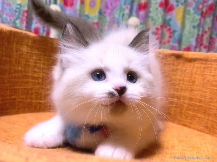 ID:2010-01736の子猫