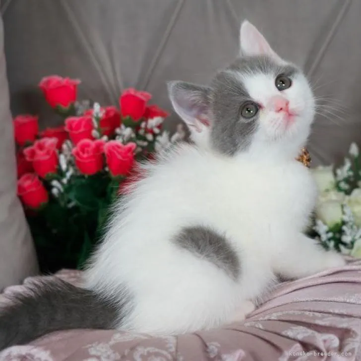 ID:2212-01602の子猫
