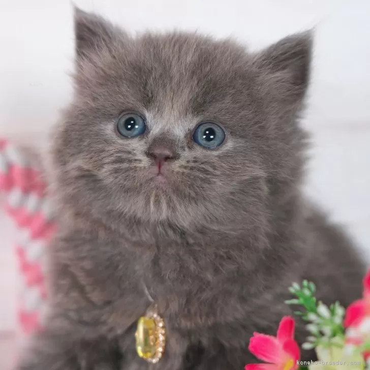 ID：2406-03588の子猫