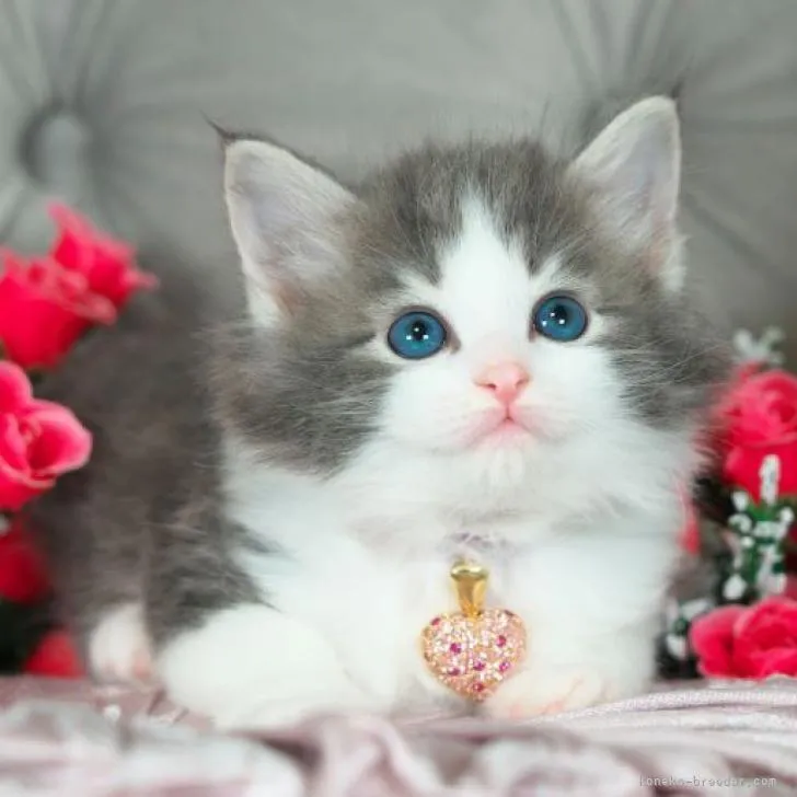 ID:2302-01635の子猫