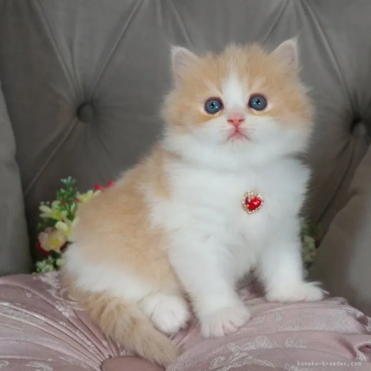 ID：2307-00138の子猫