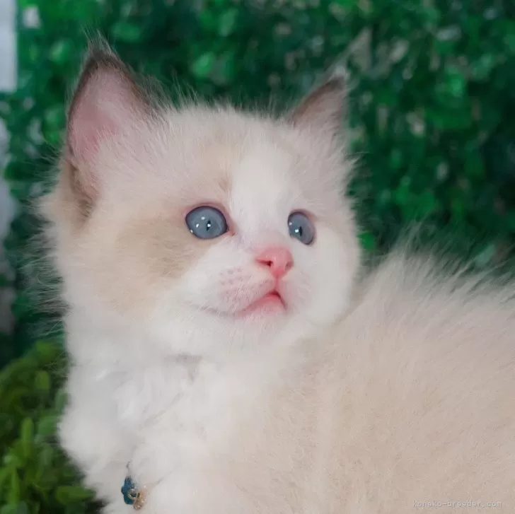 ID:2407-03227の子猫