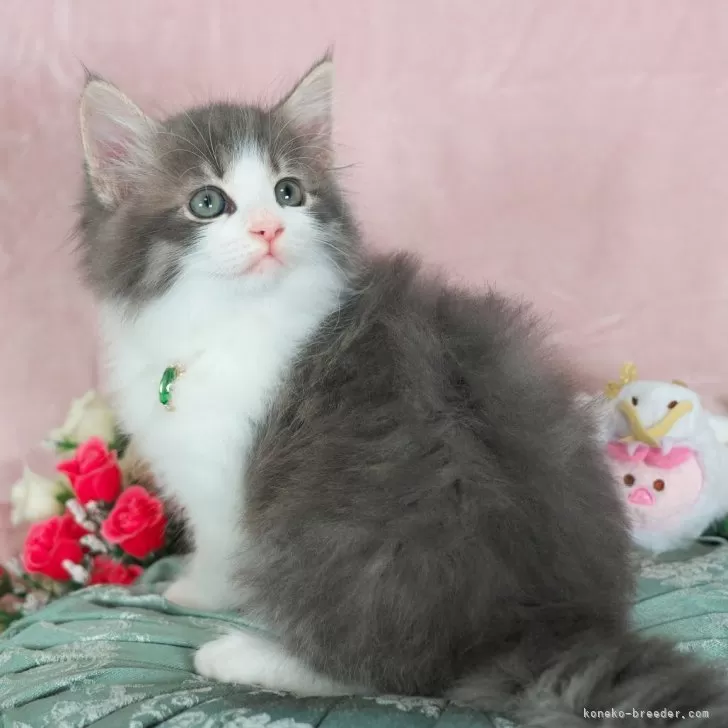 ID：2401-01117の子猫