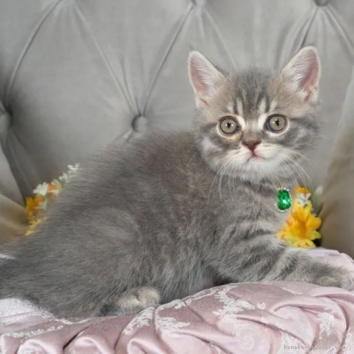 sora 様のお迎えした子猫