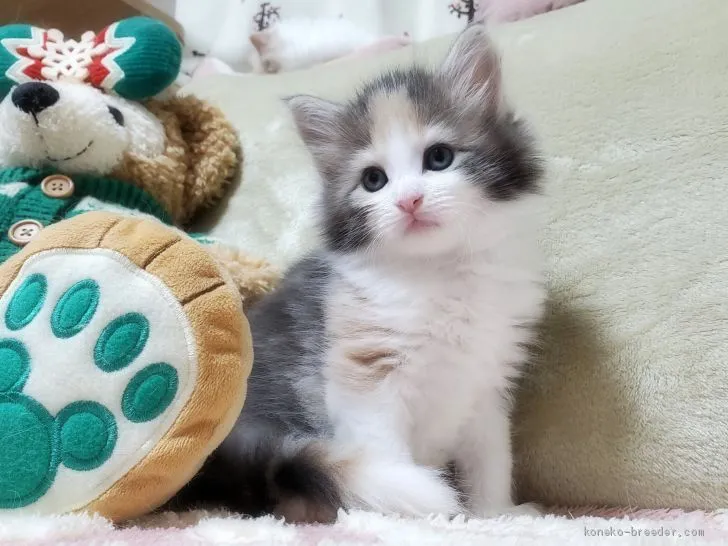 ID:2102-00384の子猫