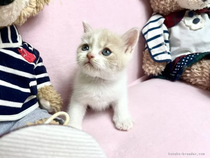 kuwako 様のお迎えした子猫