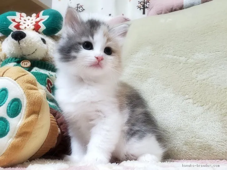 ID：2102-00383の子猫