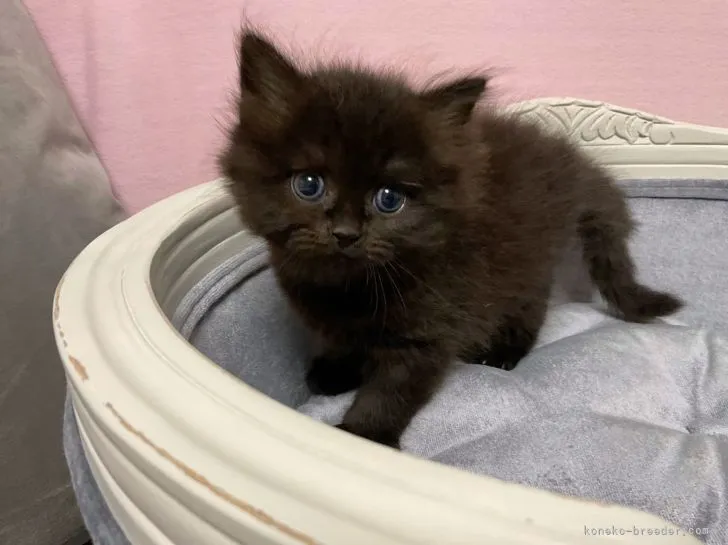 ID:2112-00347の子猫