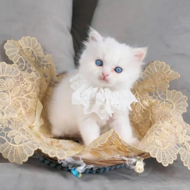 riria 様のお迎えした子猫