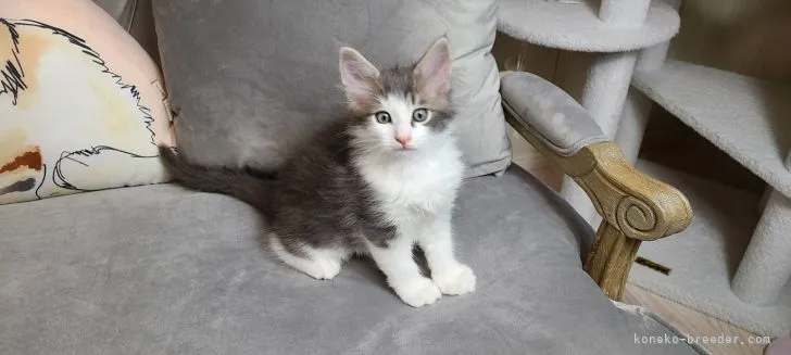 ID:2202-00298の子猫