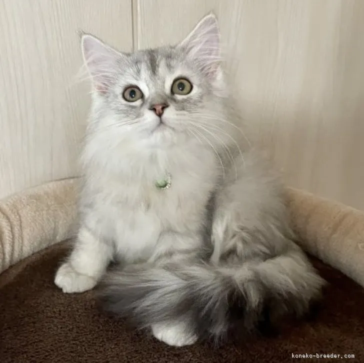 ミヌエット(長足)【愛知県・男の子・2023年2月4日・シルバータビー】の写真1