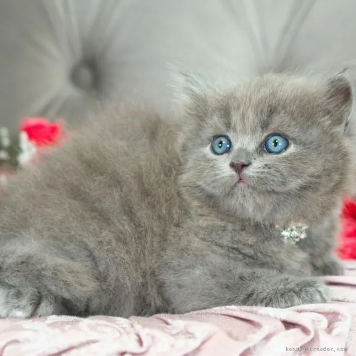 ID:2211-00755の子猫