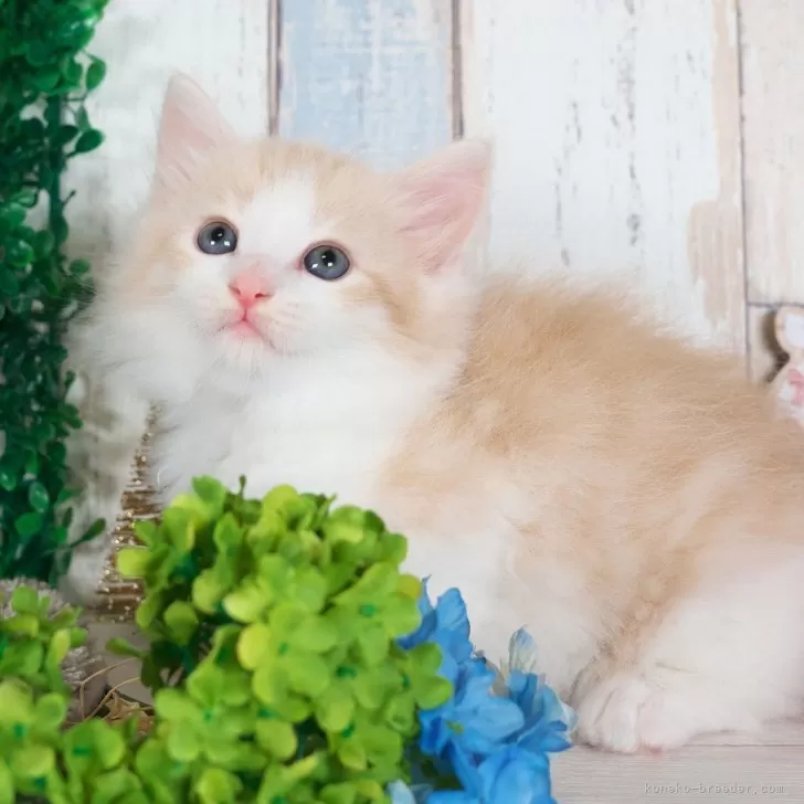 ID:2412-01115の子猫