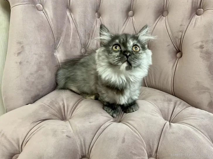 ID：2112-00346の子猫