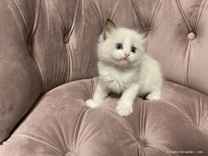 ID:2112-00878の子猫