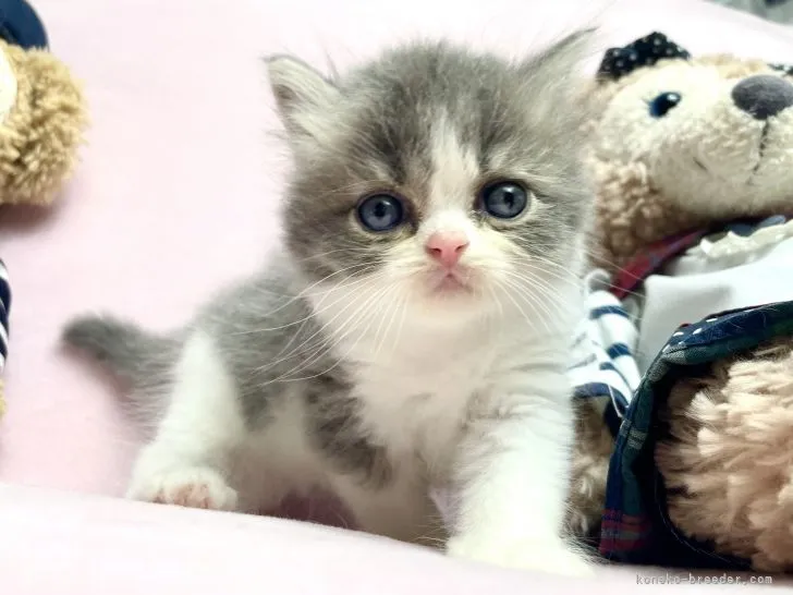 ID:2108-01675の子猫