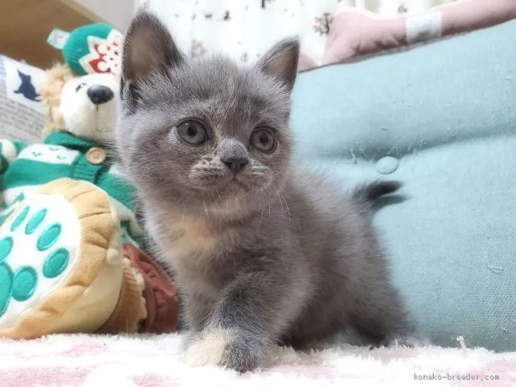ID:2102-00109の子猫