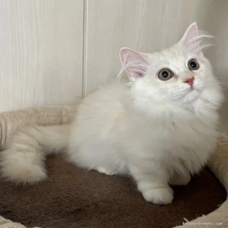 ID:2304-02185の子猫