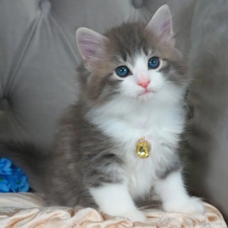 ID：2304-01685の子猫