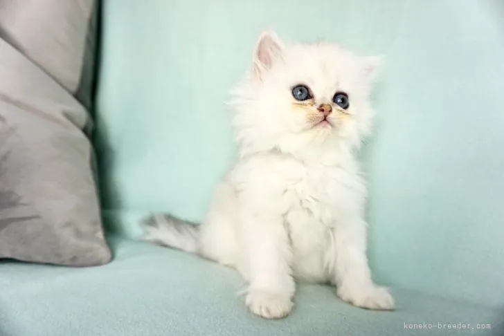 ID:2107-01633の子猫