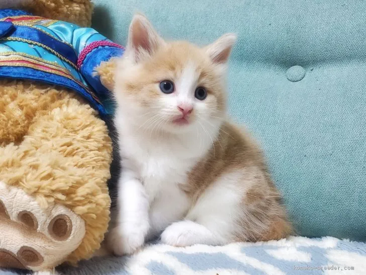 るうにゃん 様のお迎えした子猫