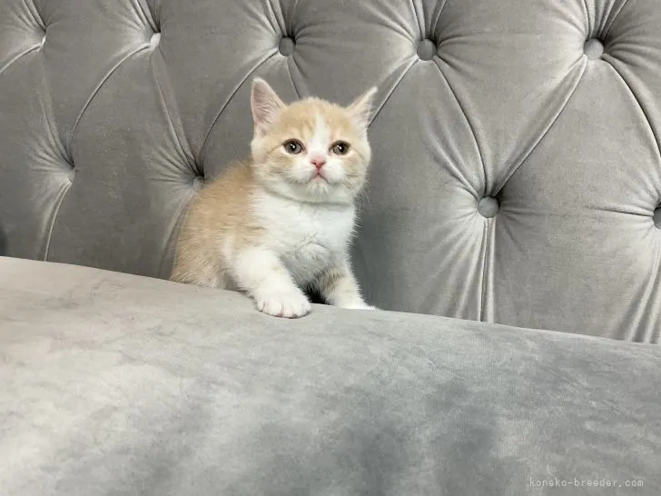 ID:2203-00348の子猫
