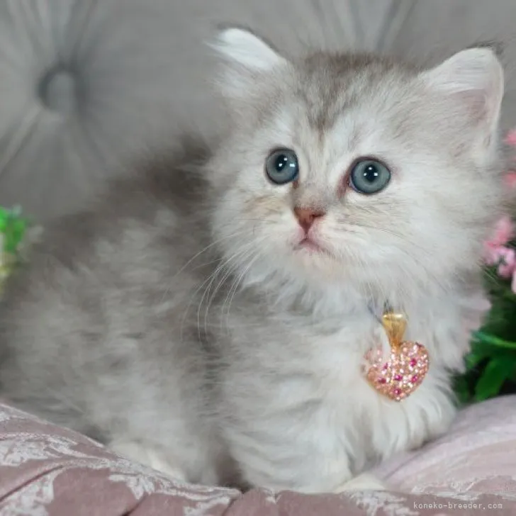 ID:2304-02189の子猫