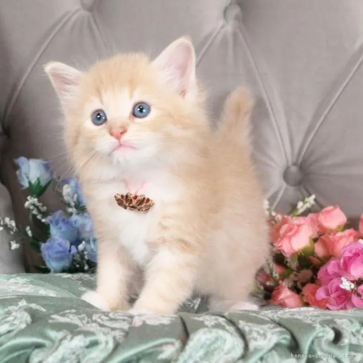 ID：2301-00521の子猫