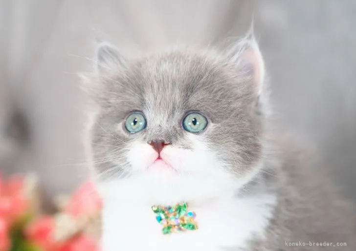 ID:2303-00387の子猫