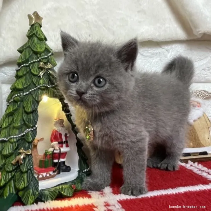 ID：2311-01217の子猫