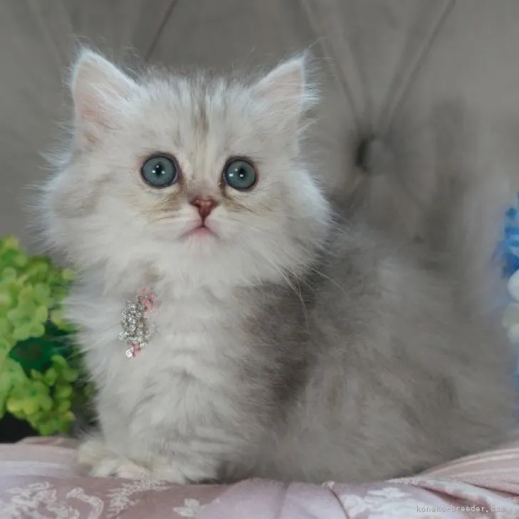 ID：2303-02672の子猫