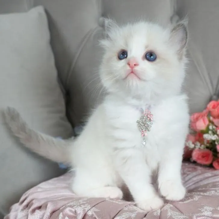 ID：2301-00493の子猫