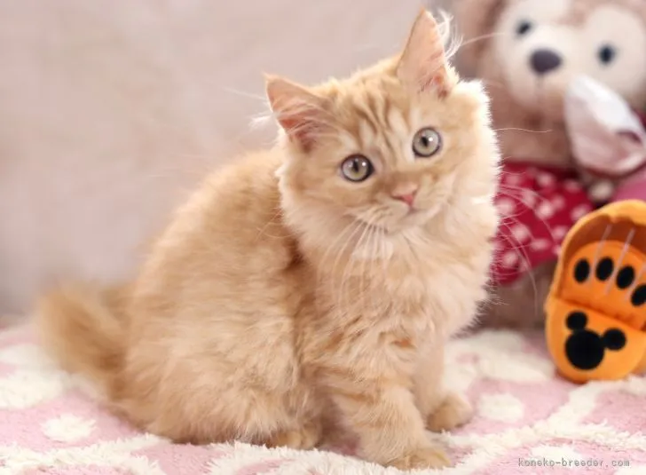 ID:2108-01744の子猫