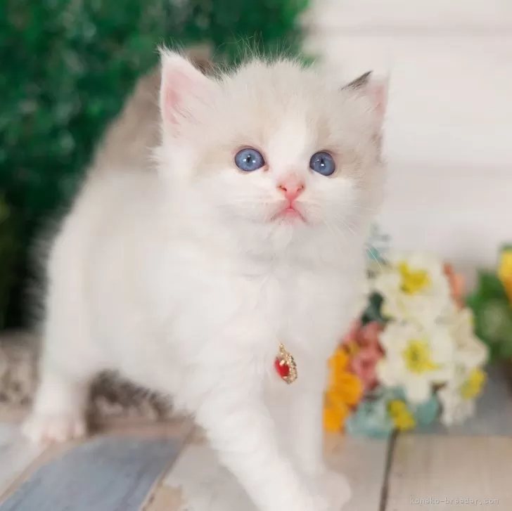 ID：2406-02741の子猫