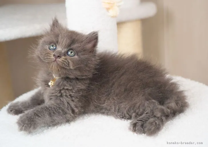 ID：2205-03159の子猫