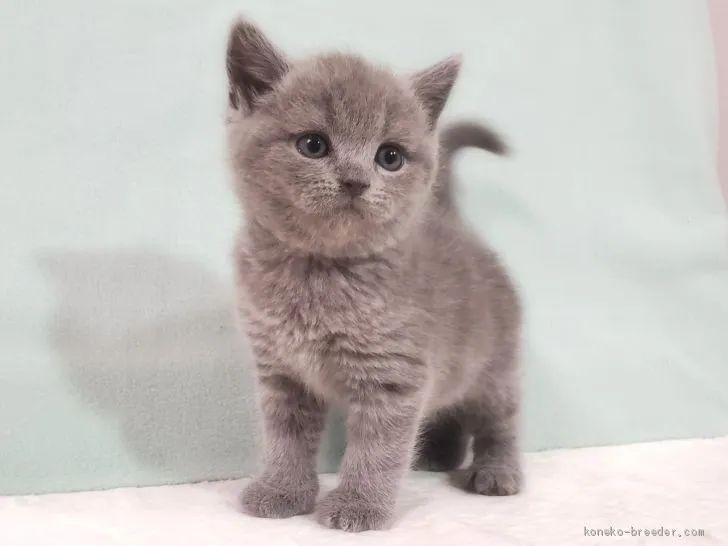 ID:2101-00814の子猫