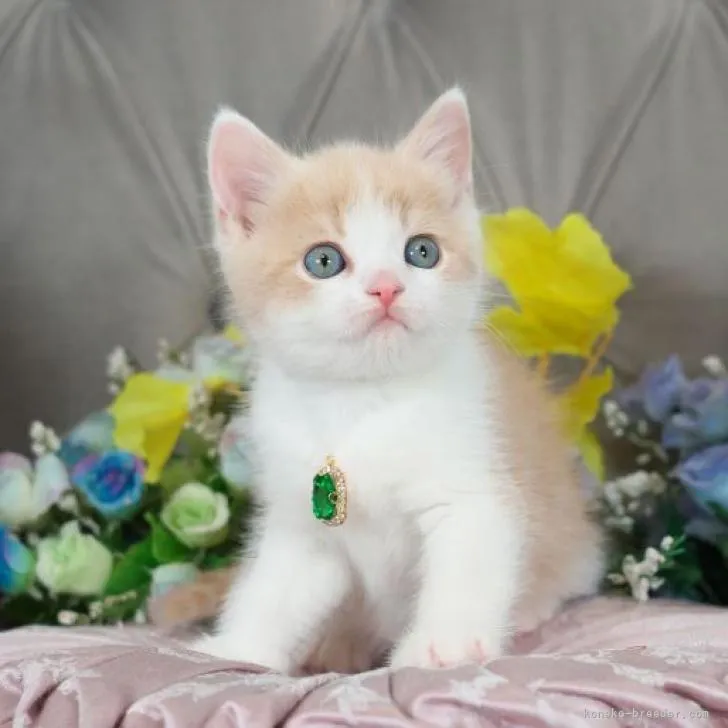 ID：2302-01051の子猫