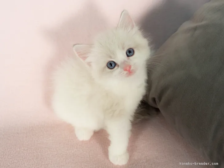 ID：2108-02114の子猫