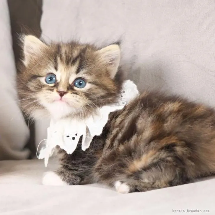 ID：2208-02528の子猫