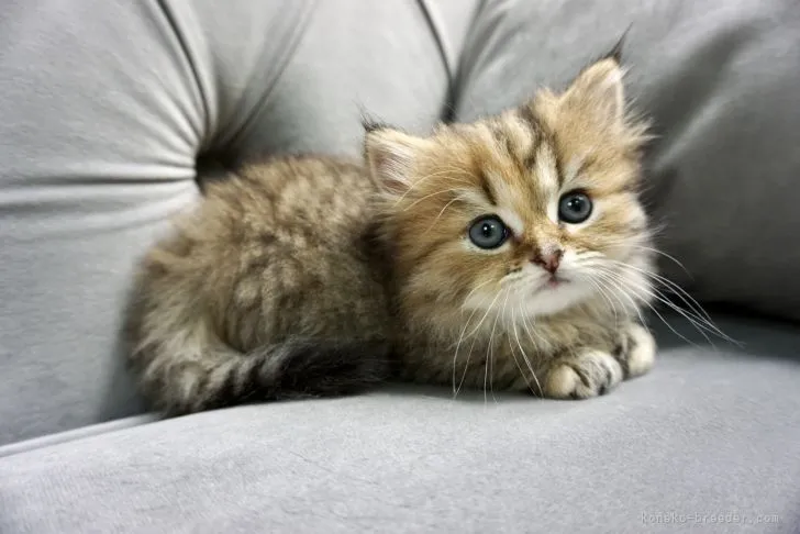 ID：2107-00153の子猫
