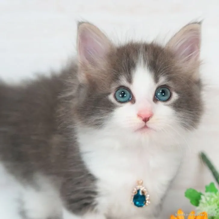 ID：2310-02440の子猫