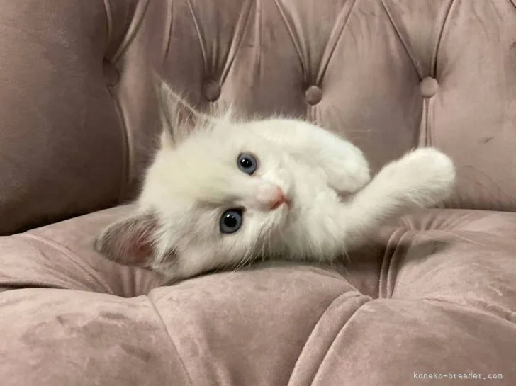 ID：2112-00882の子猫
