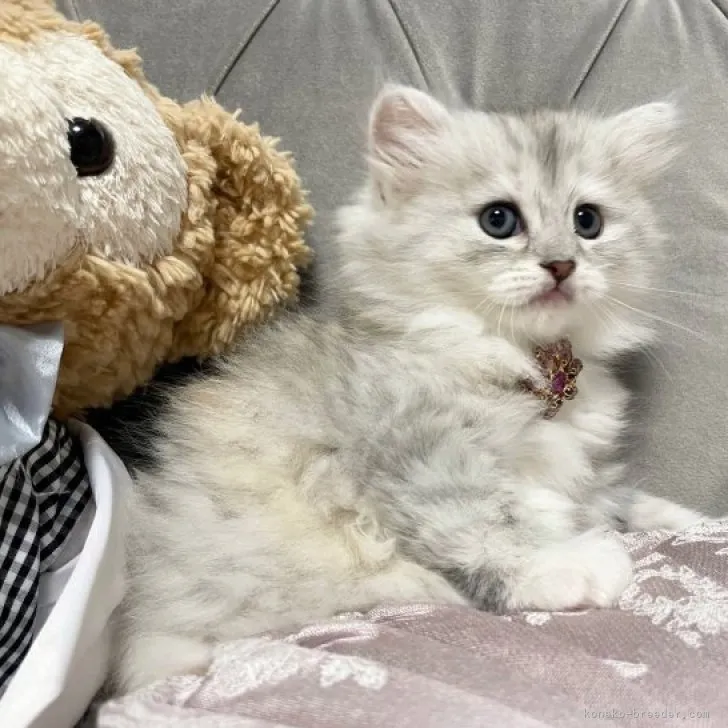 ID:2308-02644の子猫