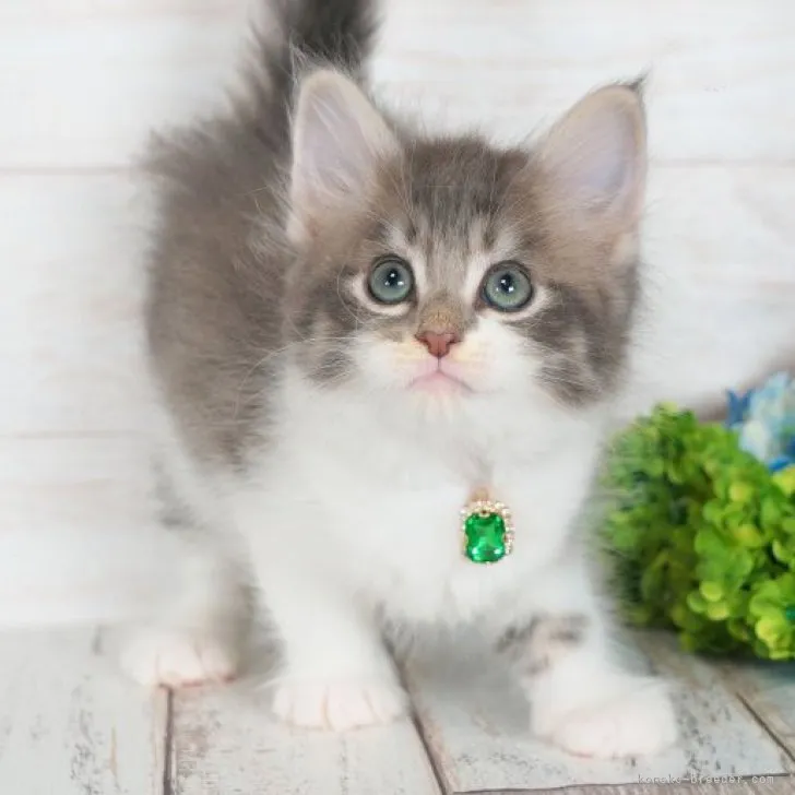 ID：2310-02441の子猫