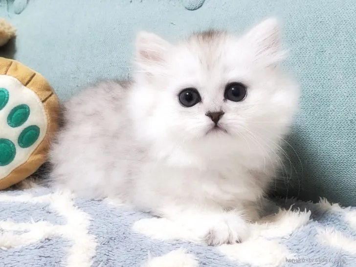 ID：2102-00680の子猫