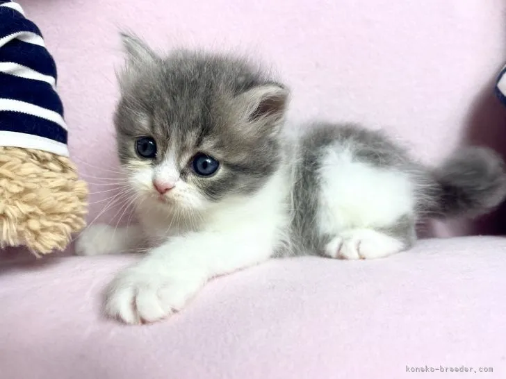 ID：2108-01581の子猫