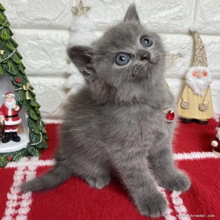 ID:2311-01215の子猫