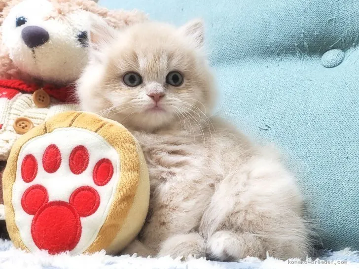 ID：2102-00759の子猫