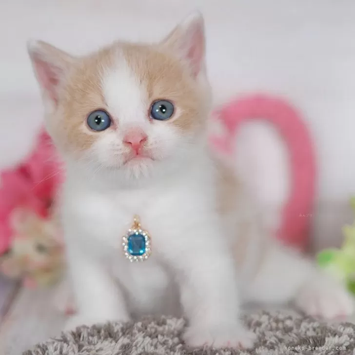 ID:2407-00015の子猫