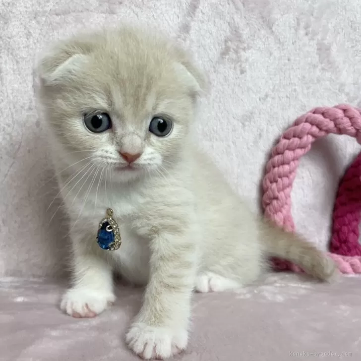 ID：2405-03669の子猫